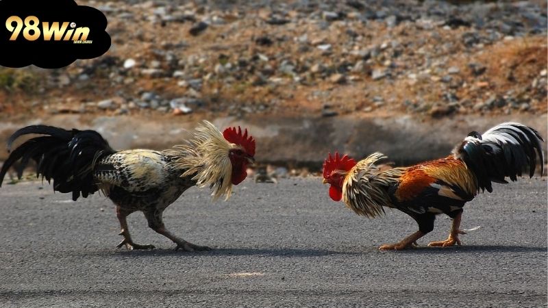 da-ga-truc-tiep-casino